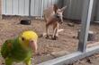 Papagaj kljunom otvorio kavez i pustio kengura na slobodu
