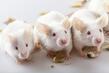 Naučnici mogu preokrenuti proces starenja kod miševa, cilj je to učiniti kod ljudi