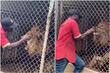 Čuvar u zoo vrtu se pravio važan, zavukao ruku u kavez, zvijer mu...