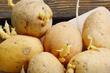 Kako sačuvati hranu: Spriječite klijanje krompira genijalnim trikom