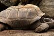 Naučnici otkrili da se iz oklopa kornjača mogu dobiti podaci o nuklearnim aktivnostima