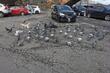 Samo u Japanu: Taksista u Tokiju uhapšen jer je pregazio goluba na cesti