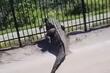 Kao kroz papir: Aligator na Floridi s lakoćom prošao kroz metalnu ogradu