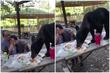 Majka pametno reagovala: Medvjed prekinuo porodični izlet i pojeo hranu sa stola