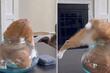 Intrigantna borba mačke da se ugura u zdjelu: Kako je to moguće?