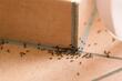 Primijetili ste mrave u svom domu? Ove namirnice vam mogu pomoći da ih se riješite
