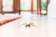 Prirodnim sredstvom riješite se paukova u kući