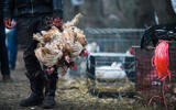 Prodavač kokoški na tržnici u Vučitrnu. Fotograf Bleron Çaka kaže da je taj dan, kao i svakoga petka, bilo živo jer su mnogi krenuli u tjednu kupovinu.