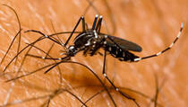 Od uboda komaraca umrlo 16, a zaraženo oko 200 ljudi!