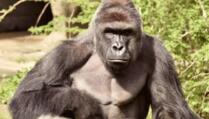 Svijet plače zbog ubijenog gorile (VIDEO)