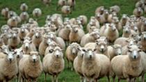 "Napušene" ovce terorizirale čitavo selo 