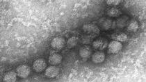 Od virusa Zapadni Nil do kraja avgusta umrlo 66 osoba