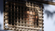 U upadu vladinih sigurnosnih snaga u zatvor ubijeno 37 zatvorenika 
