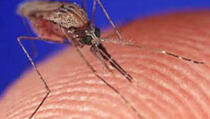 Virus Denga odnio 108 života u Brazilu