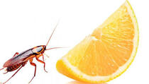 Limun tjera insekte iz doma!