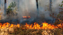 Izgorijelo 30 ari šume kod Globočice