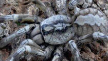 Otkrivena nova vrsta tarantule, veličine ljudskog lica