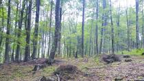 Ilegalna sječa šuma u regionu Prizrena