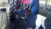 Pogledajte kako se radnici na farmi ponašaju prema kravama