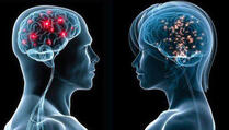 Ne postoji razlika između muškog i ženskog mozga