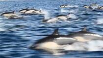 Snimljen spektakularan &quot;stampedo&quot; više od 1.000 delfina