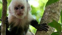Korijeni HIV-a pronađeni kod majmuna
