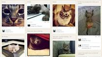 Pokrenuta društvena mreža za mačke