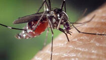 Zašto su ljudi mamac za komarce?