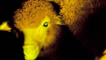 Fluoroscentne ovce - svijetle i liječe