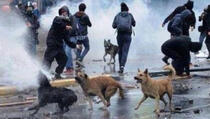 Policija u Istanbulu bijes iskaljuje i na psima