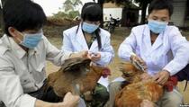 Virus ptičije gripe H7N9 manje smrtonosan od H5N1