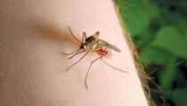 Savjeti za ublažavanje posljedice uboda insekata