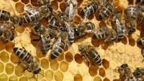 Pčelinji otrov uništava HIV