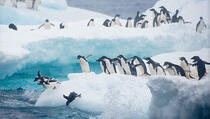 Rusija pod pritiskom kako bi se zaštitila antarktička divljina