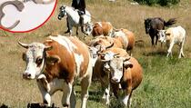 Policija Srbije uhapsila 17 krava sa Kosova jer su &#34;nelegalno&#34; prešle granicu!