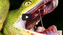 VIDEO: Zastrašujuće činjenice o zmijama