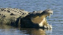 Florida: Aligator zgrabio i odvukao dječaka s plaže