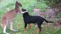 VIDEO: Neodoljiva igra rotvajlera i kengura