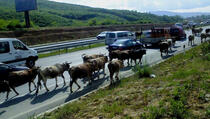FOTO: Krave na autoputu "kao na domaćem terenu"!