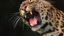 Leopard-ljudožder napada pijance