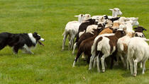  VIDEO: Kako pas ovčar kontroliše stado?