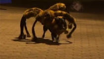 VIDEO: Nasmrt ih plašio psić maskiran u odvratnog pauka