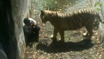 UZNEMIRUJUĆI VIDEO: Tigar raskomadao mladića u ZOO vrtu!