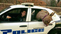 Službenik prevezao magarca u policijskom automobilu