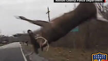 Policajac udario automobilom jelena, a onda se dogodilo nešto! (VIDEO)