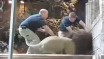 Lav krenuo da ubije čuvara u ZOO, a pogledajte šta je uradila lavica (VIDEO)