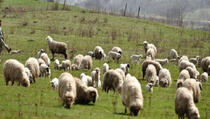 Hiljadu pastira protestuje protiv zakona koji reguliše broj ovčara