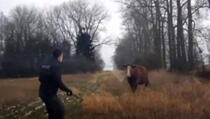 VIDEO: Krava napala policajca i razlupala mu auto