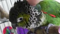 Smiješne papige (VIDEO)