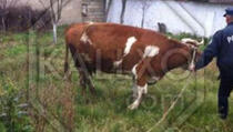 Policija "uhapsila" šest krava iz Srbije